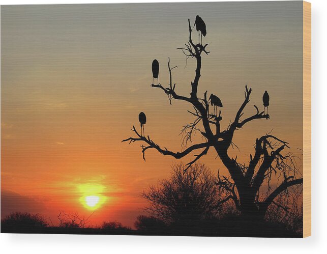  Wood Print featuring the photograph Watching the Sunset by Eric Pengelly