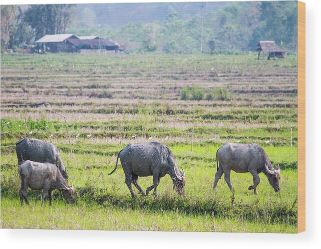 Rice Paddy Wood Print featuring the photograph Water Buffalos In Rice Fields by Jean-claude Soboul
