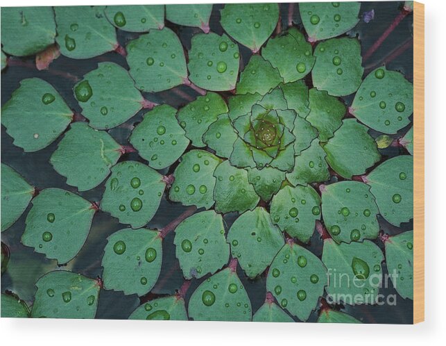 Natural Pattern Wood Print featuring the photograph Water Chestnut Trapa Natans Spiral by Duc Tran