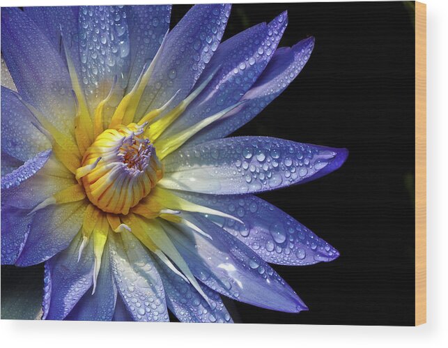 Water Lily Covered In Dew Wood Print featuring the photograph Water Lily Covered In Dew by Wes and Dotty Weber