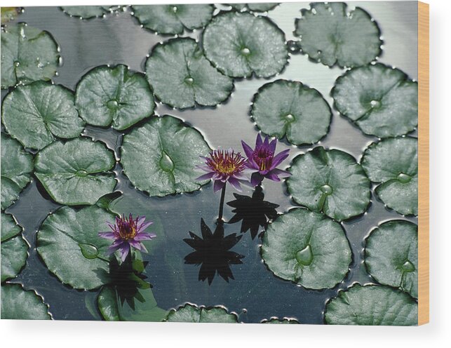 Estock Wood Print featuring the digital art Water Lily, Naples, Italy by Barbara Santoro