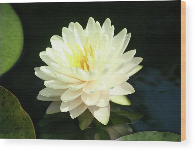 Flower Wood Print featuring the photograph Water Lily by Steve Karol