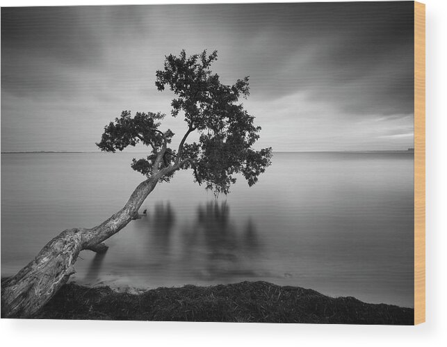 Tree Wood Print featuring the photograph Water Tree 11 Bw by Moises Levy