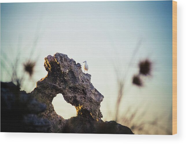 Animal Themes Wood Print featuring the photograph Waterfowl On Rock by Christopher Kimmel