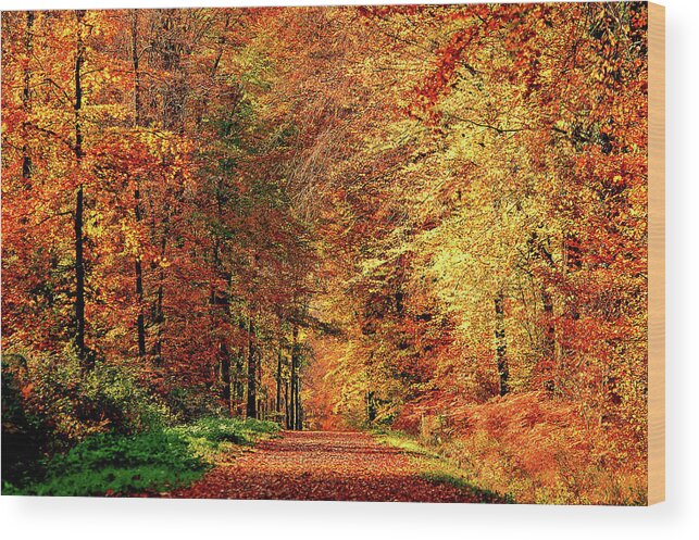 Scenics Wood Print featuring the photograph Way Fall by Philippe Sainte-laudy Photography