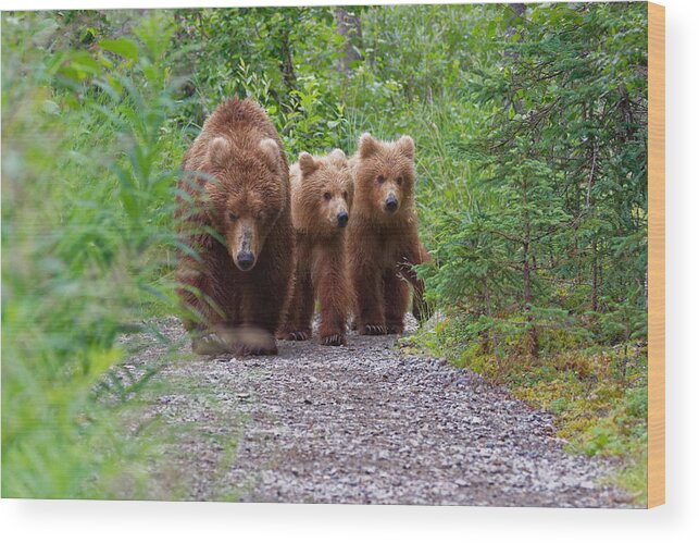 Wildlife Wood Print featuring the photograph We Have The Right Of Way by Zeev Kirshenboim