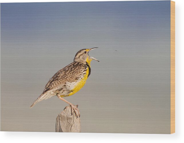 American Fauna Wood Print featuring the photograph Western Meadowlark by James Zipp