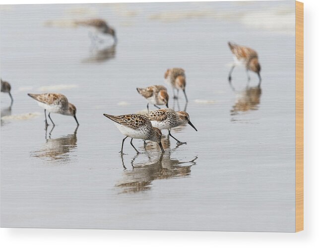 Animals Wood Print featuring the photograph Western Sandpipers on the Beach by Robert Potts