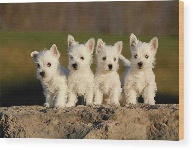 Pets Wood Print featuring the photograph Westies On The Rock by Celso Mollo Photography