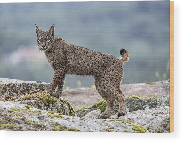 Wet Wood Print featuring the photograph Wet Lynx by Jose Curto