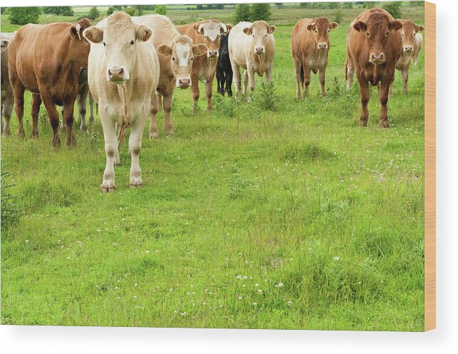 Outdoors Wood Print featuring the photograph What Are You Looking At Staring Steers by Iblueman