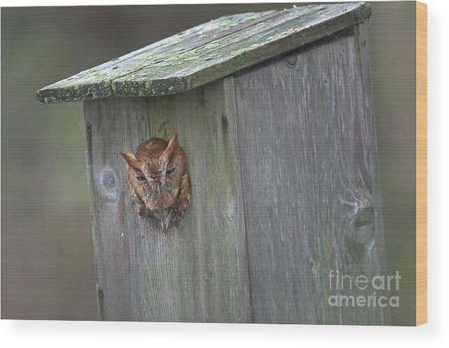 Eastern Screech Owl Wood Print featuring the photograph What by Craig Leaper