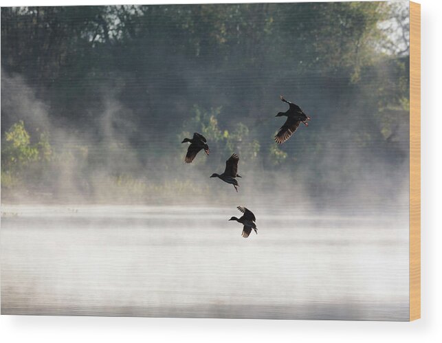 Estock Wood Print featuring the digital art Whistling Ducks Flying by Brook Mitchell