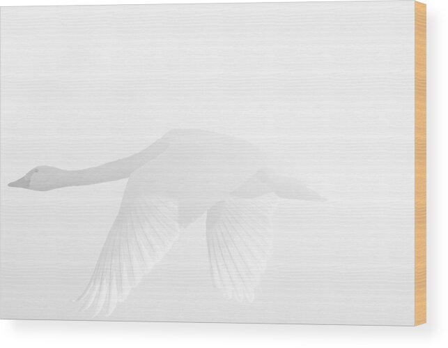 White
Swan
Bird Wood Print featuring the photograph White Beauty by Fumi Taki
