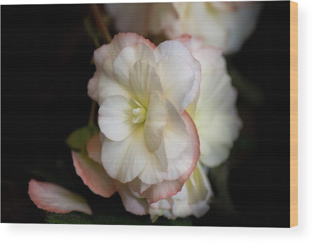 White Begonia Wood Print featuring the photograph White Begonia by Shelby Erickson