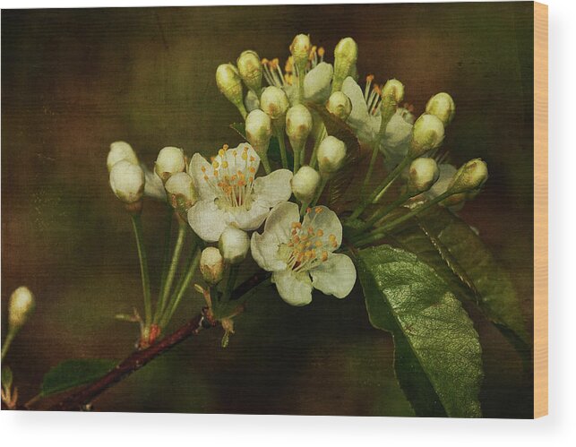 Floral Wood Print featuring the photograph White Blossoms by Cindi Ressler
