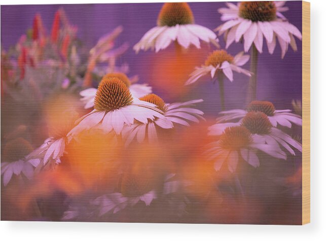 Art Wood Print featuring the photograph White Coneflowers by Joan Han