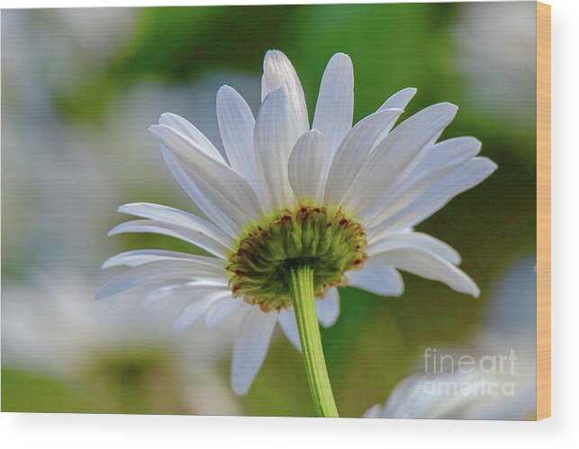 Flower Wood Print featuring the photograph Fresh As A Daisy by Susan Rydberg
