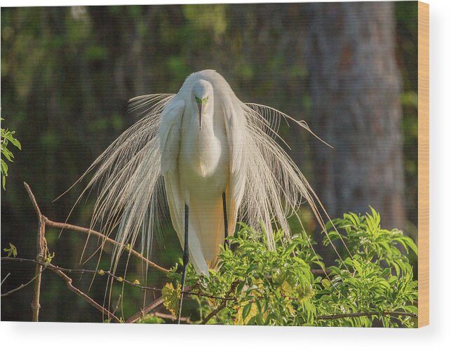 White Egret Wood Print featuring the photograph White Egret by Dorothy Cunningham