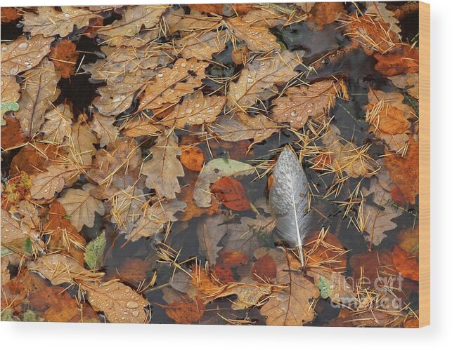 Feather Wood Print featuring the photograph White Feather by David Birchall