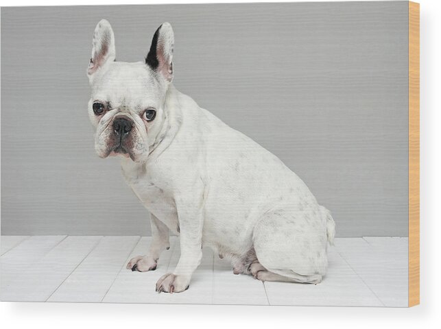 Pets Wood Print featuring the photograph White French Bulldog by Retales Botijero