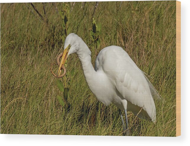 White Heron Wood Print featuring the photograph White Heron with Snake by Dorothy Cunningham
