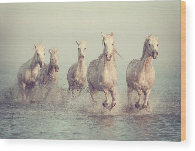 Animals Wood Print featuring the photograph White Horses Run Gallop In Water by Larysa Uhryn