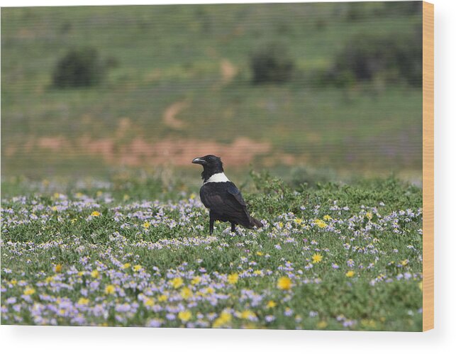Raven Wood Print featuring the photograph White Necked Raven by Ben Foster