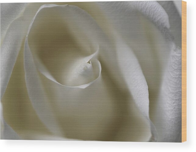 Pristine Wood Print featuring the photograph White rose swirl by Lynn Hunt