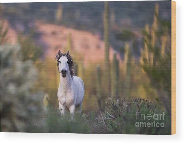 Stallion Wood Print featuring the photograph White Stallion by Shannon Hastings