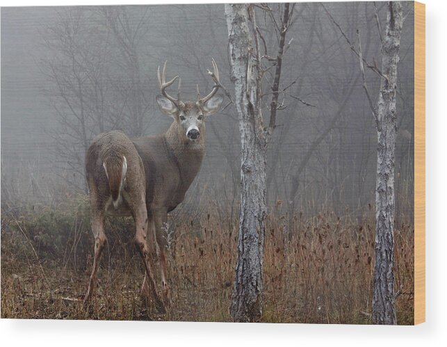 Deer Wood Print featuring the photograph White-tailed Buck In The Autumn Fog by Jim Cumming