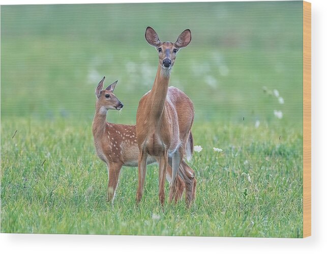 Nature Wood Print featuring the photograph White-tailed Doe And Fawn by Donald Luo
