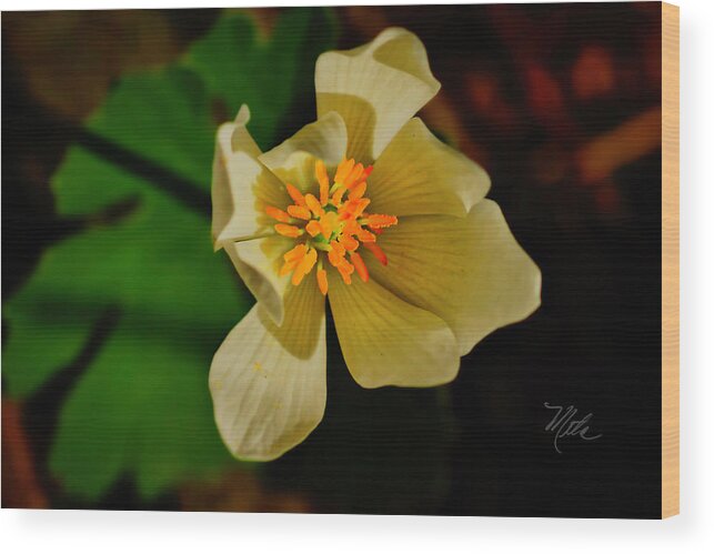 Macro Photography Wood Print featuring the photograph White Yellow Flower by Meta Gatschenberger