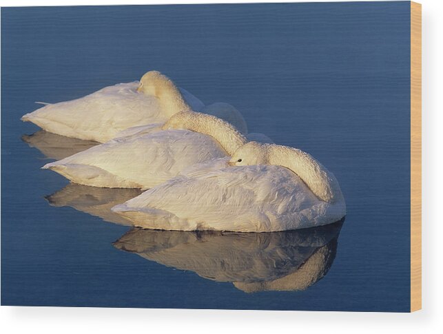 Animal Wood Print featuring the photograph Whooper Swan     Cygnus Cygnus by Nhpa