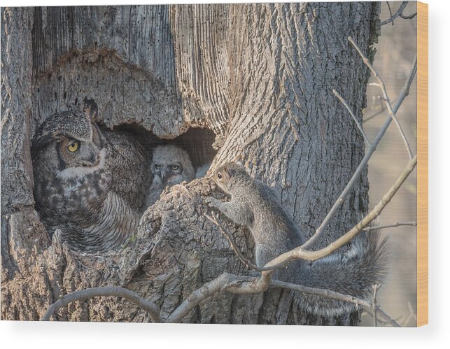 Owl Wood Print featuring the photograph Who's Coming To Dinner????? by Nick Kalathas