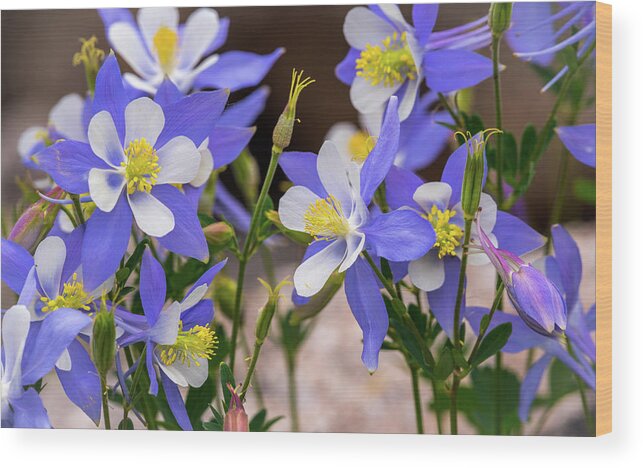 Wildflowers Wood Print featuring the photograph Wild Columbine by Gary Kochel