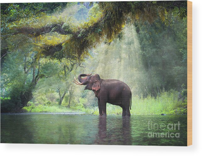 Beam Wood Print featuring the photograph Wild Elephant In The Beautiful Forest by Bundit Jonwises