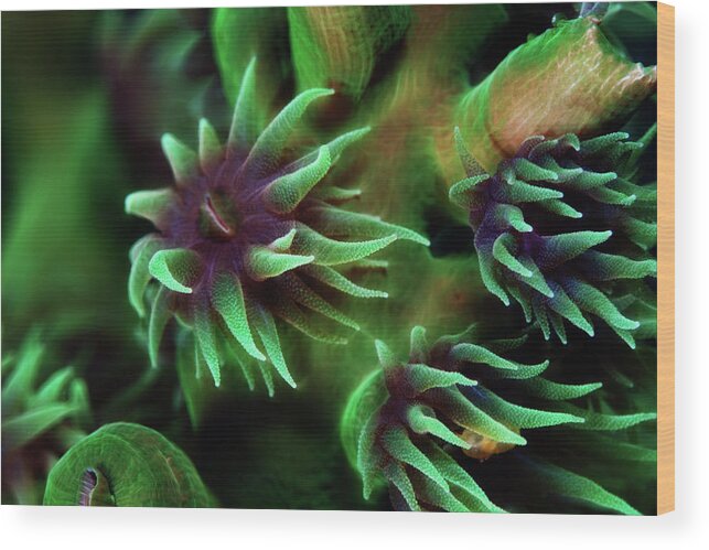 Underwater Wood Print featuring the photograph Wild Flowers by Nature, Underwater And Art Photos. Www.narchuk.com