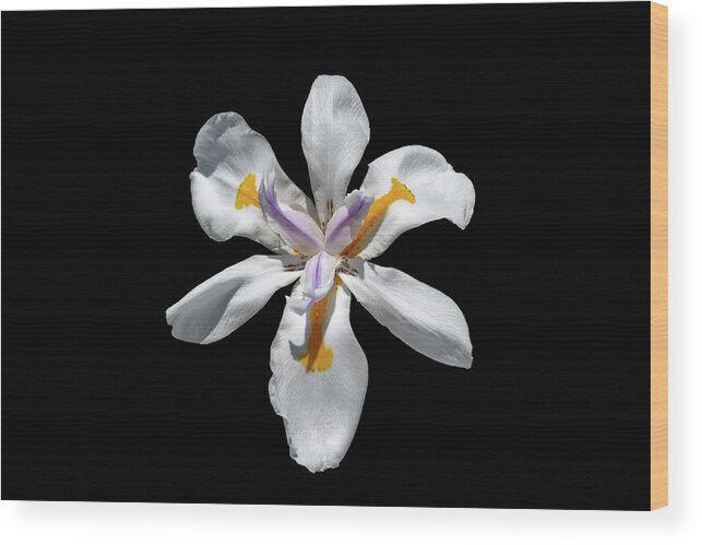 Iris Wood Print featuring the photograph Wild Iris on Black by Alison Frank