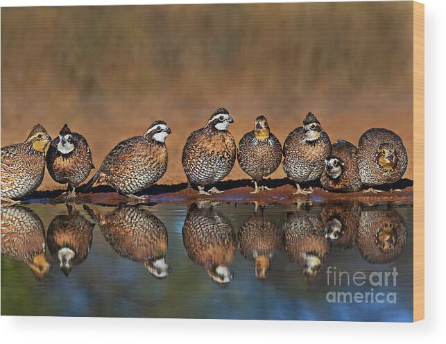 Dave Welling Wood Print featuring the photograph Wild Northern Bobwhite Colinas Virginianus Texas by Dave Welling