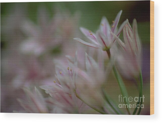 Flower Wood Print featuring the photograph Wild Onion by Ruth Brown/science Photo Library