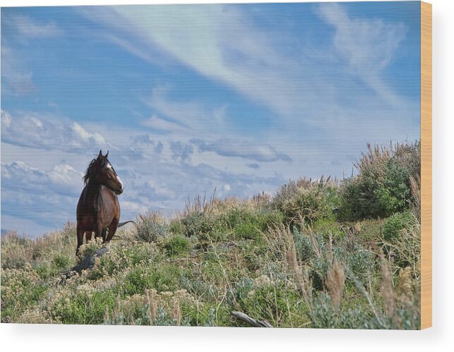 Horse Wood Print featuring the photograph Wild Paint Mustang stallion by Waterdancer