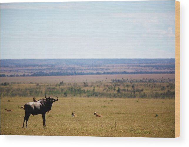 Kenya Wood Print featuring the photograph Wildebeest by Muzi Sufi Photography