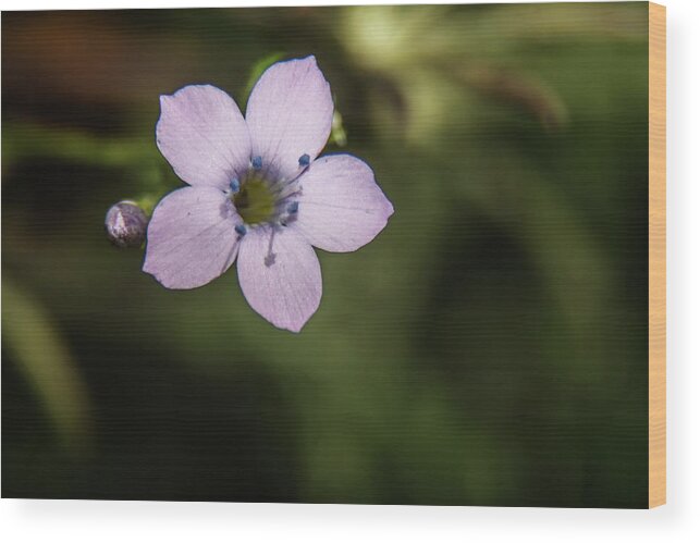 Wildflower Wood Print featuring the photograph Wildflower 5605-03059 by Tam Ryan