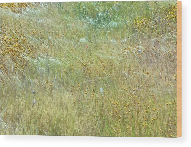 Antelope Valley California Poppy Reserve Wood Print featuring the photograph Wildflowers Field 2 by Jonathan Nguyen
