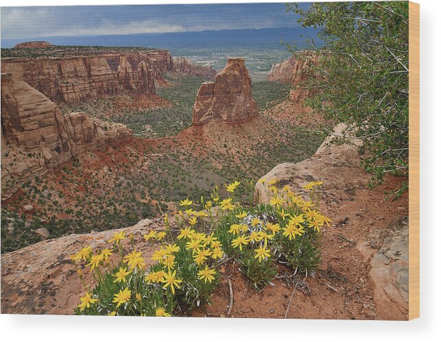 Colorado National Monument Wood Print featuring the photograph Wildflowers on Rim of Grand View Point Overlook by Ray Mathis