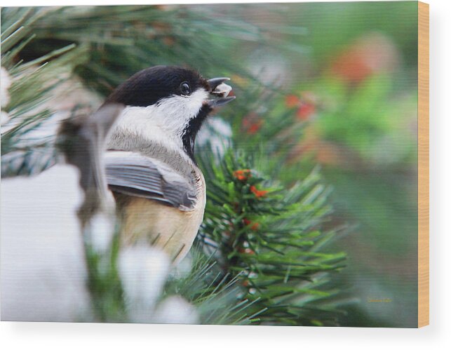 Bird Wood Print featuring the photograph Winter Chickadee With Seed by Christina Rollo