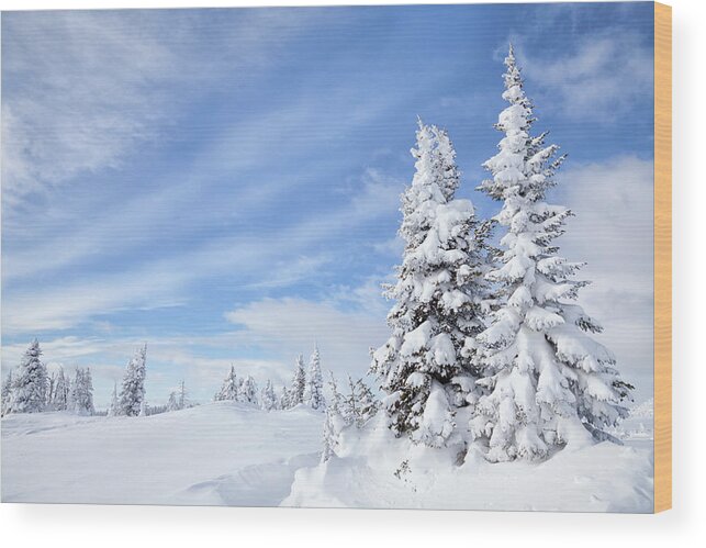 Scenics Wood Print featuring the photograph Winter Forest by Kencanning