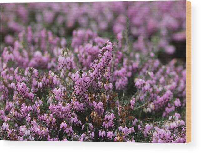 Nature Wood Print featuring the photograph Winter Heath by Jane Sugarman/science Photo Library