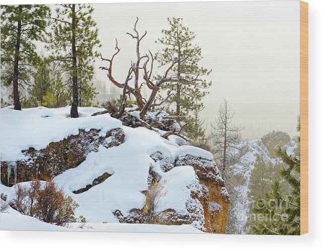 Ponderosa Pine Trees Wood Print featuring the photograph Winter Snow Rocky Cliff Fallen Pine by Robert C Paulson Jr